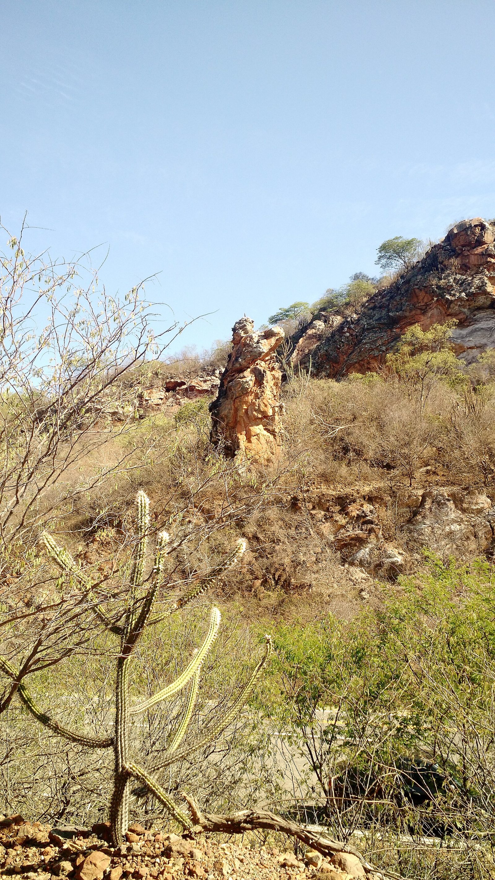 Paisagem representativa — Caatinga